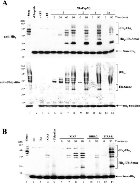 Proteasome Mediated Degradation Of Smac During Apoptosis XIAP Promotes