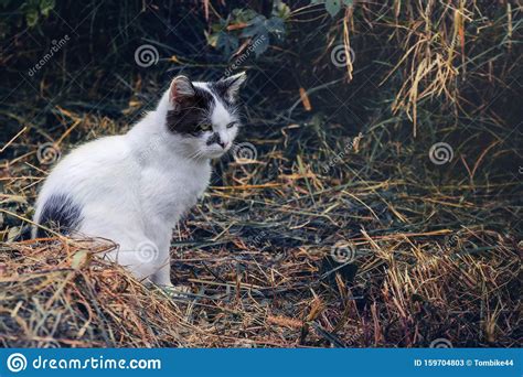 Gato Preto E Branco Sentado Na Grama Imagem De Stock Imagem De Macio