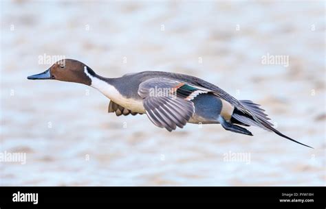 Side View Close Up Of Wild Male Northern Pintail Duck Anas Acuta Uk