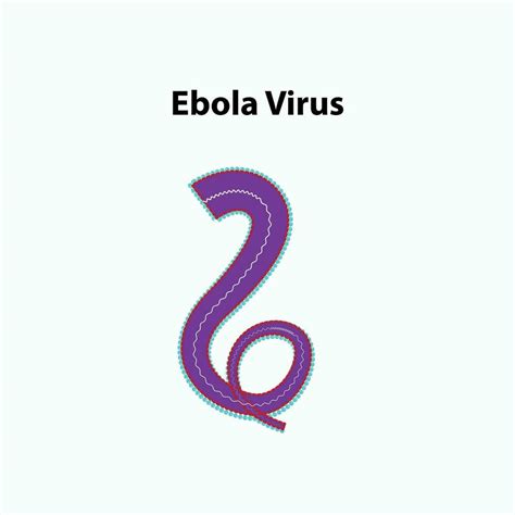 The Structure of Ebola Virus anatomy 29105066 Vector Art at Vecteezy