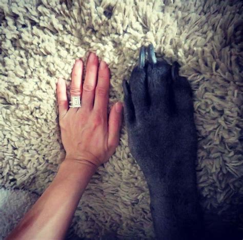 Гром: огромная настоящая собака, а не фотошоп