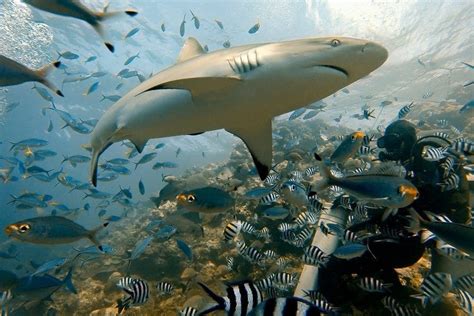 Swimming With Bulls: Shark Diving In Fiji • Expert Vagabond