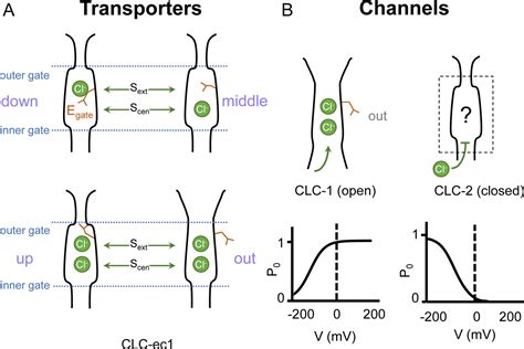 Cryoem Structures Of The Human Clc Voltage Gated Chloride Channel