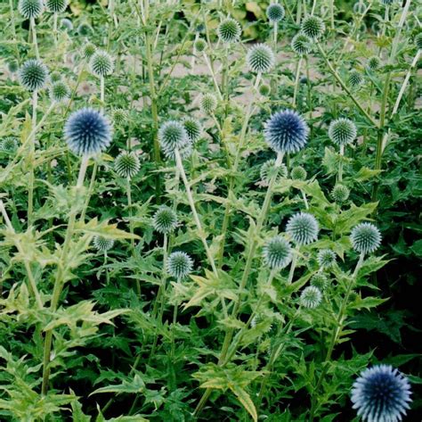 Echinops Ritro Verschoor Horticulture