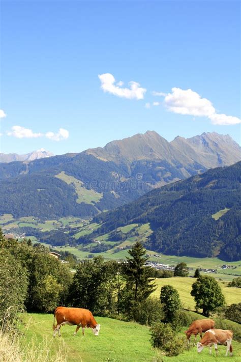 Pastoreio De Vacas Num Prado Montanhoso Em Alfaces Tirol Austria Foto