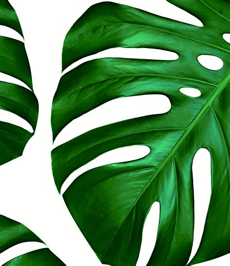 Printable Monstera Leaf