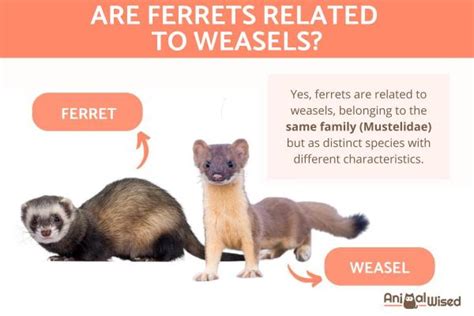 Ferret Vs Weasel Key Differences You Need To Know