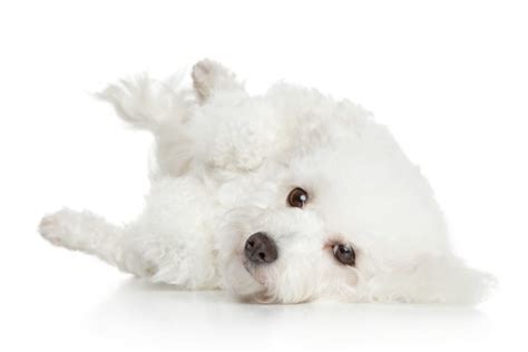 Puppy Grooming for Bichon Frise Puppies | Tips on How to Get Started and How to Simplify the ...