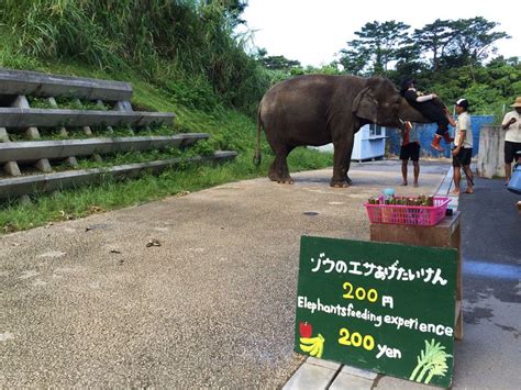 最南端の動物園でゾウやキリンにエサあげ！「沖縄こどもの国」 沖縄県 トラベルjp 旅行ガイド