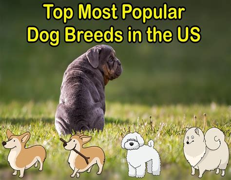 Top Most Popular Dog Breeds in the US in 2023