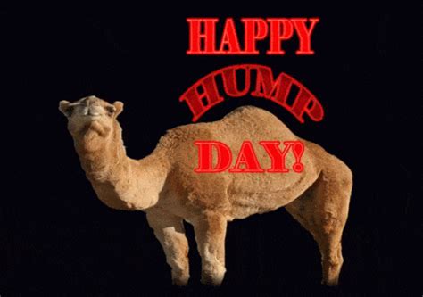 Happy Hump Day Gif - IceGif