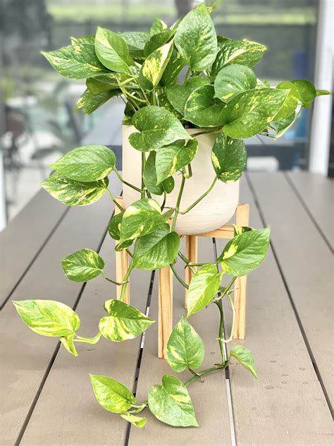 Pothos Plant Decor Pothos Plant Care Indoor Plant Care Best Indoor Plants Golden Pothos Care