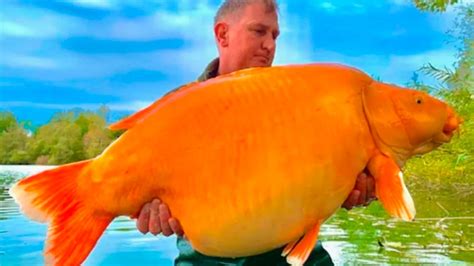 Un Brit Nico Sac Uno De Los Peces Dorados M S Grandes Del Mundo