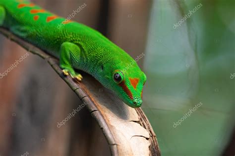 Giant Day Gecko Morphs