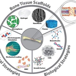 Bone tissue engineering | Download Scientific Diagram