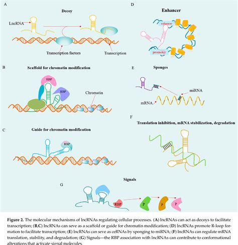 Figure From Mechanisms Of Long Non Coding Rnas In Biological