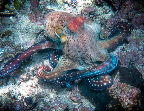 Common Octopus Camouflage