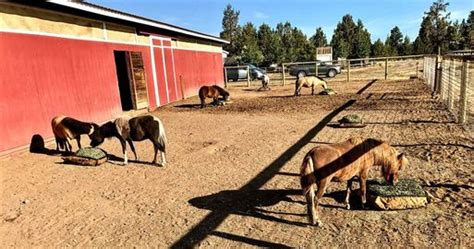 Horse Boredom Busters - Toys & Enrichment Tips for Stall or Pasture - Hay Pillow®