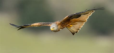 bird flight types  doris newkirk blog
