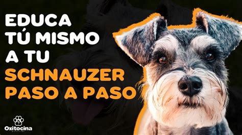 C Mo Cuidar Un Schnauzer Gu A Completaactualizado En