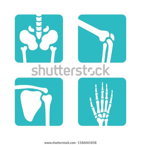 Set Orthopedic Skeleton Bones Symbols Vector Stock Vector Royalty Free