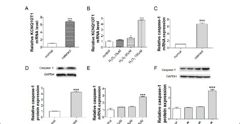 Kcnq1ot1 And Caspase 1 Involved In Cataract Formation A Qrt Pcr Download Scientific Diagram