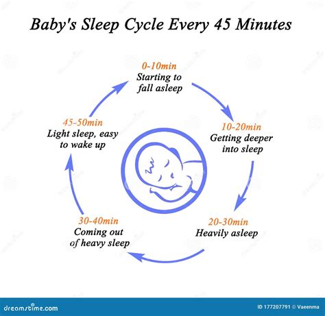 Sleep Cycle Stages Royalty Free Stock Image 102727552