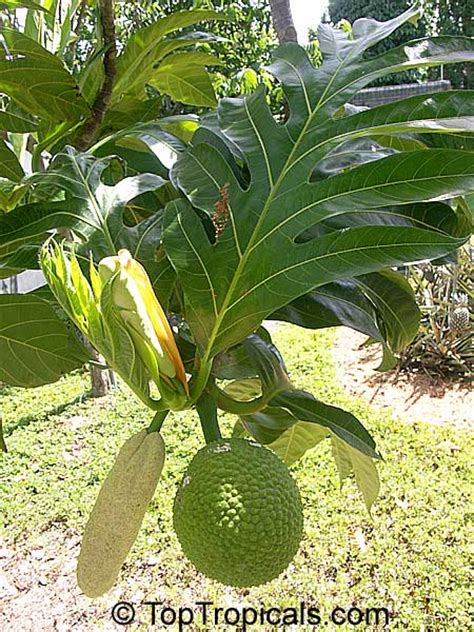 Artocarpus altilis, Artocarpus communis, Breadfruit