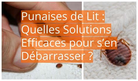 Punaises de Lit Quelles Solutions Efficaces pour sen Débarrasser