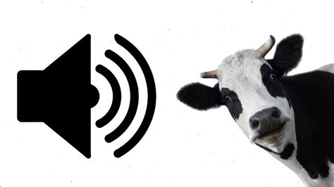 Sound Effect Cow Going Moo Youtube