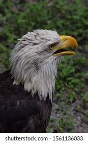 Big Bald Eagle Mid Screech Stock Photo 1561136033 | Shutterstock