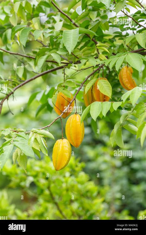 Star apple tree hi-res stock photography and images - Alamy