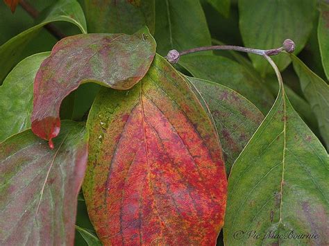 Dogwood leaves and fall colour foliage — FERNS & FEATHERS