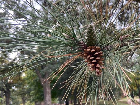 Pinus Nigra Pinaceae Image 205109 At PhytoImages Siu Edu