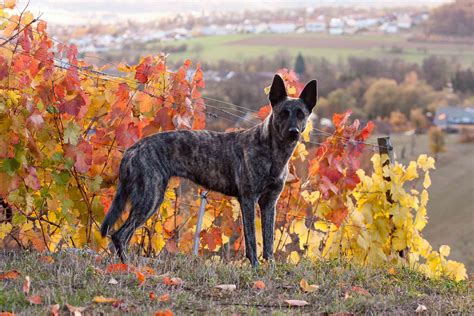 10 Best Brindle Dog Breeds