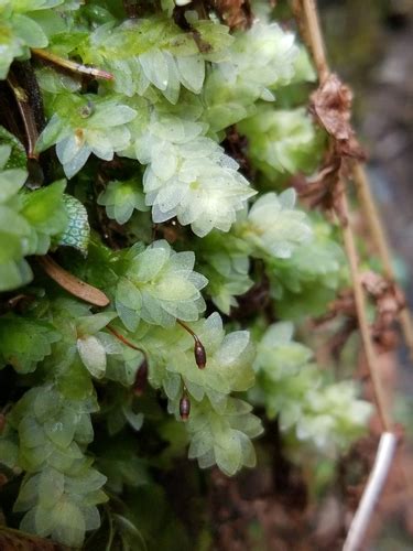 Shining Hookeria Bryophyta Mosses Of Vancouver Island INaturalist