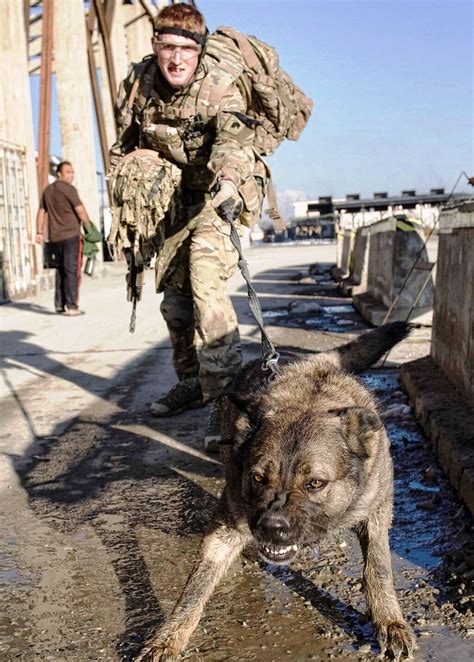 Mwd British Military Working Dogs Military Dogs Army Dogs