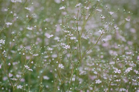 Gypsophila Elegans Rosea Gipskruid