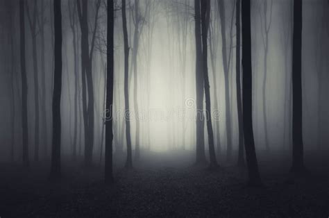 Deep Dark Woods on Halloween Night Stock Image - Image of gloomy, light ...