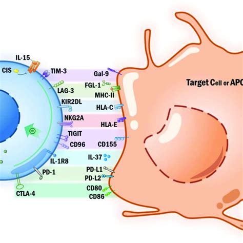 Nk Cell Immune Checkpoint Download Scientific Diagram