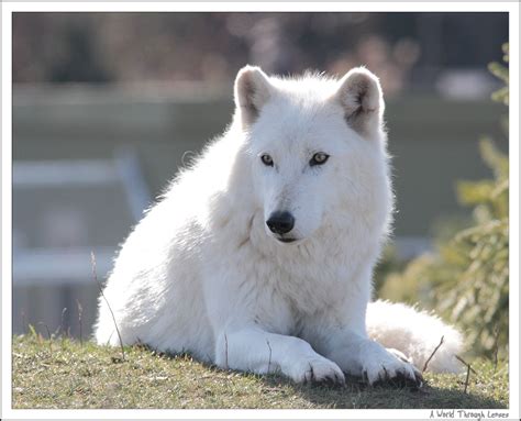 White” Animal In The Zoo Arctic Wolf A World Through Lenses