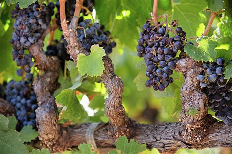 Old Vine Wine Grapes At Harvest In Napa Valley Photograph By Carolyn