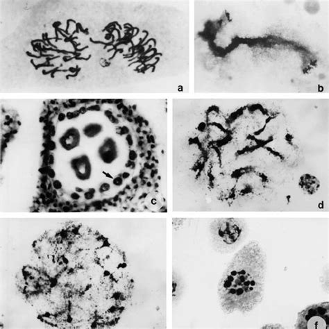 PDF Plant Polytene Chromosomes