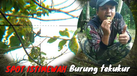 BERBURU TEKUKUR DI HUTAN JATI LANGSUNG DI MASAK YouTube