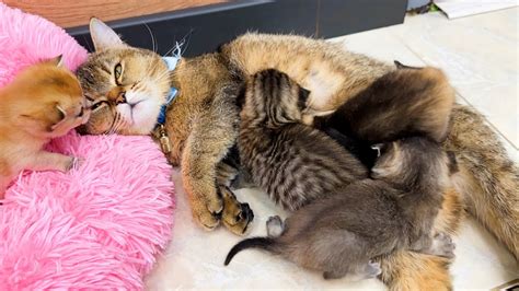 With Mom Its Warm On The Floor” Mother Cat Calls Kittens With Her