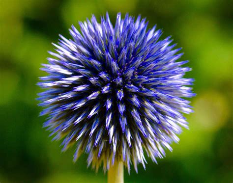 How To Grow And Care For Globe Thistle