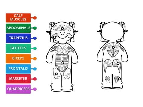 Muscular System Labelled Diagram