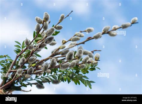 Beautiful Pussy Willow Flowers Branches Stock Photo Alamy