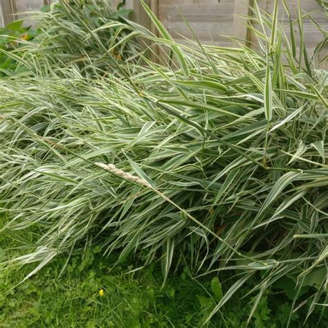 Calamagrostis X Acutiflora Overdam Feather Reed Grass Overdam Uploaded By Erynamrod