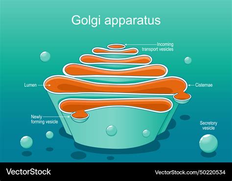 Structure Of A Golgi Complex Close Up Royalty Free Vector